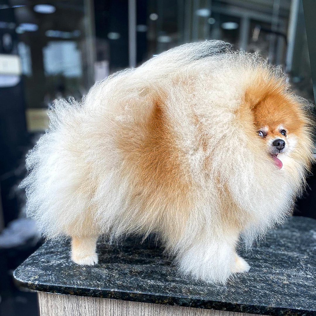 Como fazer a manutenção da pelagem do Spitz Alemão (Lulu da Pomerânia)?