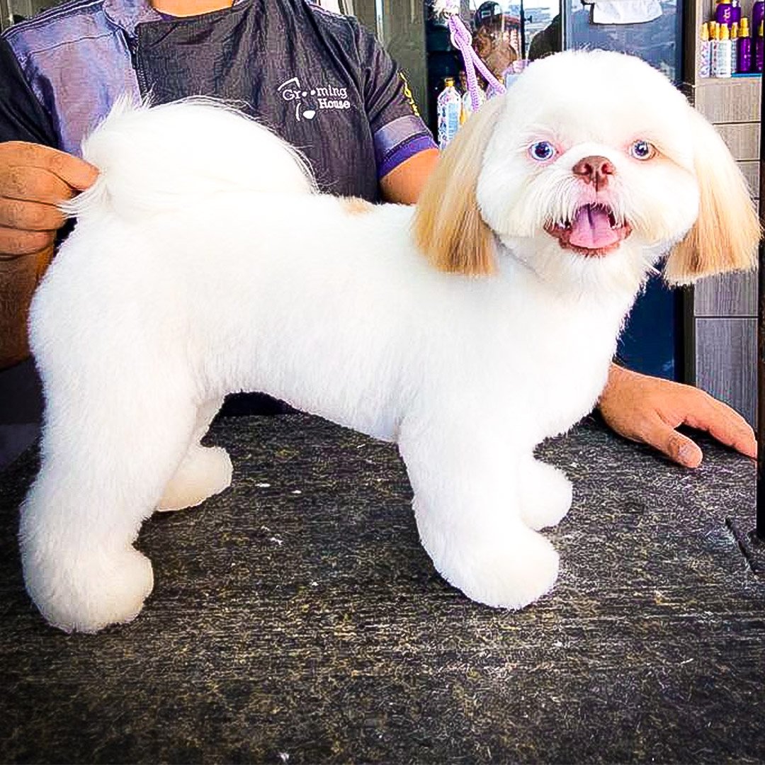 Shihtzu-Corpo