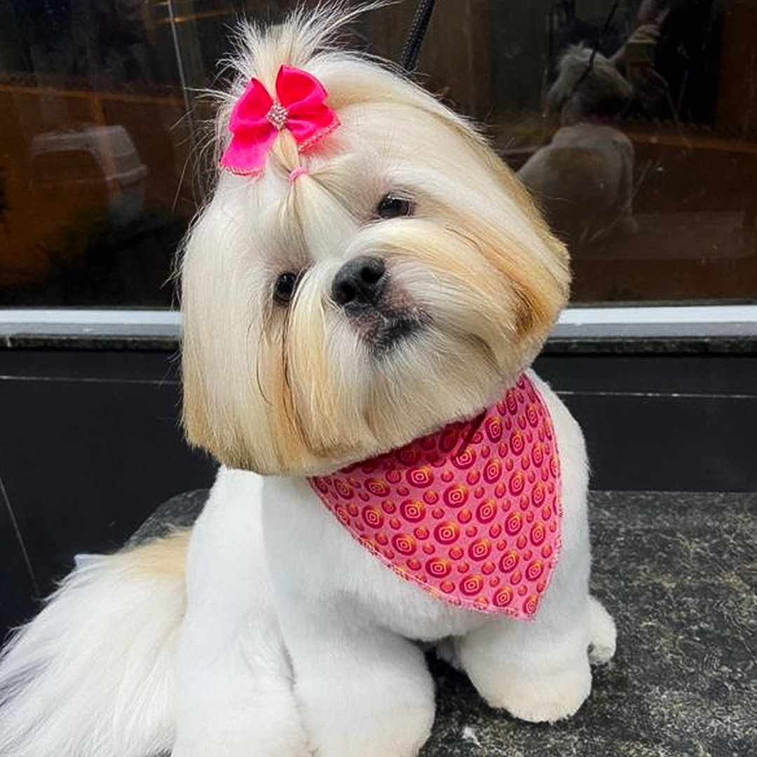 Shihtzu-Rosto-chanel