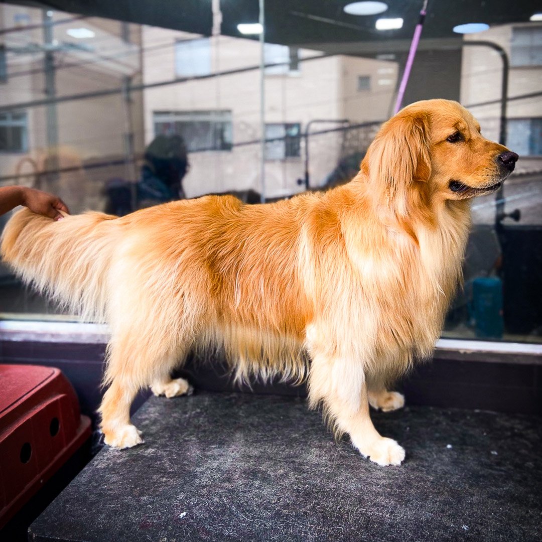 Trimming Golden Retriever