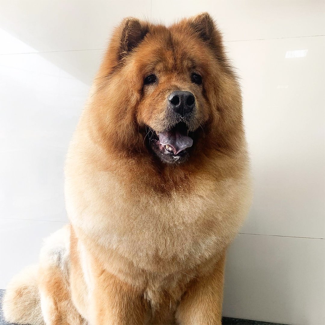 Chow-Chow-marrom-rosto