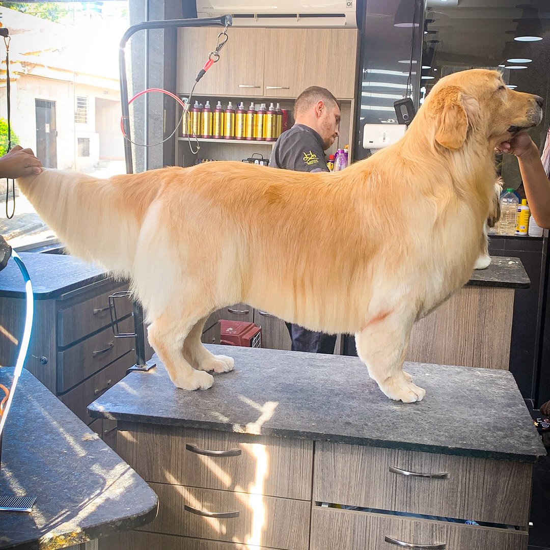 Trimming Golden Retriever