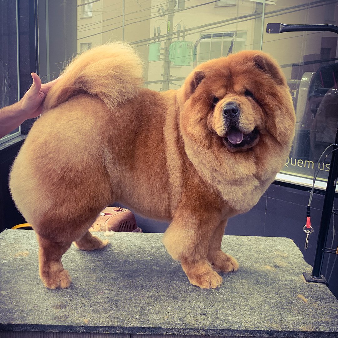 Tosa Chow Chow Tosa Chow Chow